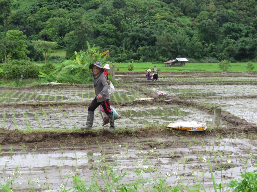 שדה אורז בתאילנד