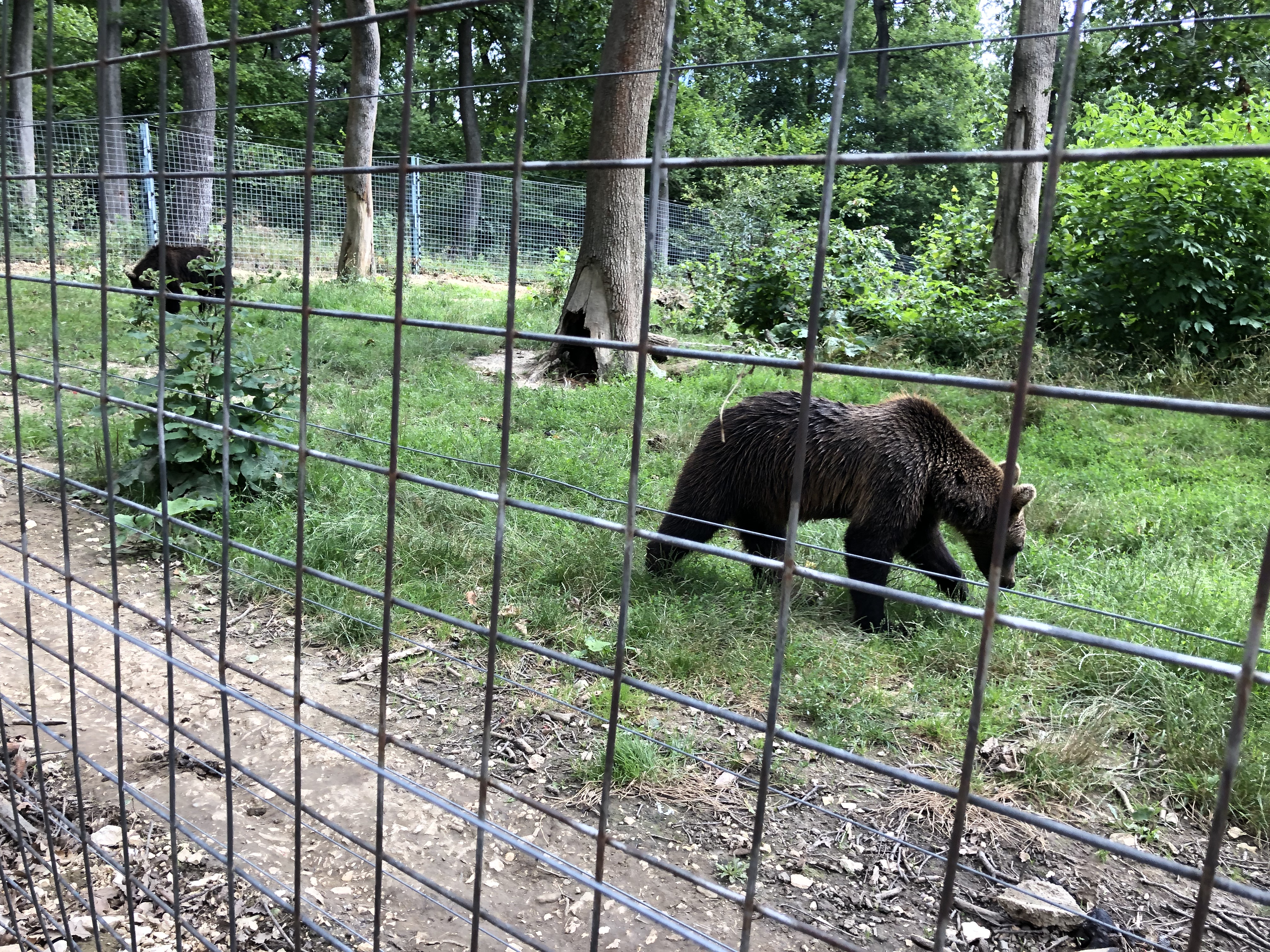 דובים בזרנשטי